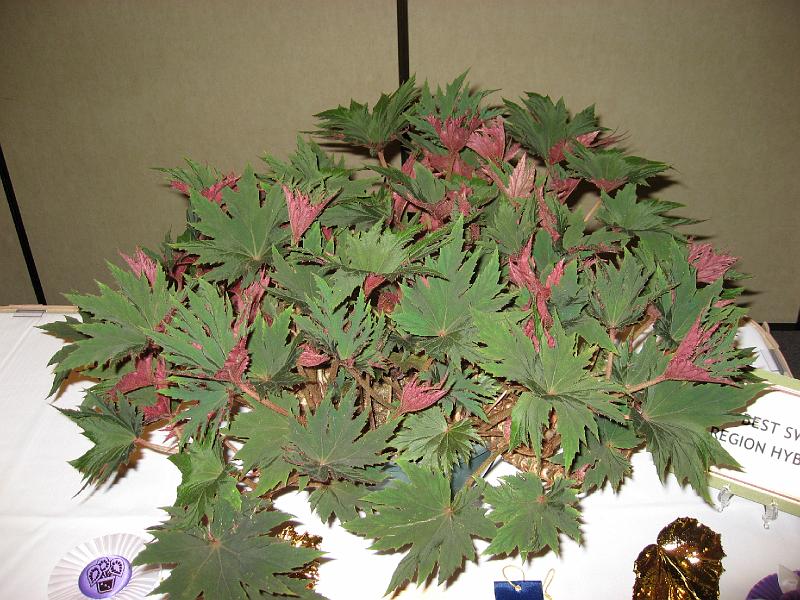 B. ‘Carmel Browne’
